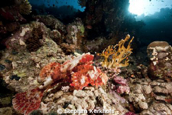 scorpionfish outside woodhouse reef Tiran. by Stephan Kerkhofs 